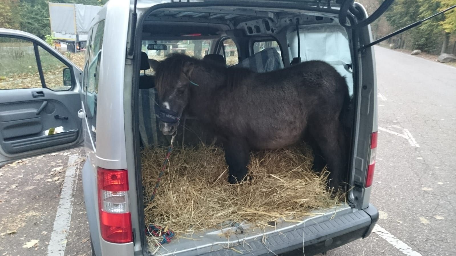 Eine 29-Jährige hat ihr Pony im Kofferaum transportiert.
