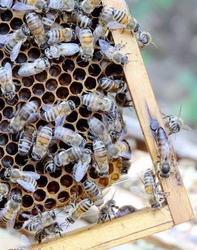 Die Bienenkönigin (rechts) läuft über den Holzrahmen.
