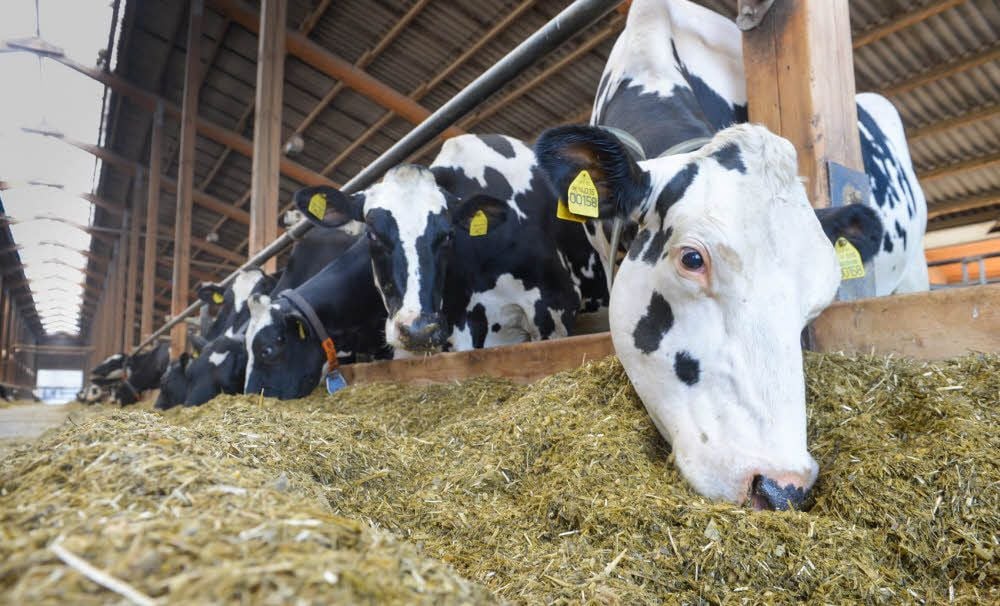 Milchkühe der Quellendorfer Landwirte GbR - die Tiere werden ausschließlich mit Silage gefüttert.