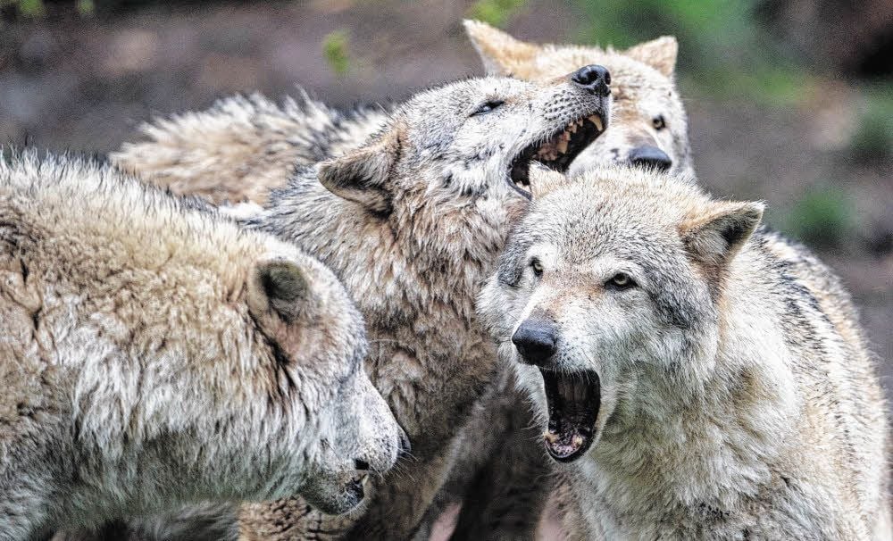 Wölfe haben auch in unserer Region ihren Lebensraum und vermehren sich ständig. Doch ihre Ausbreitung könnte andere Arten verdrängen.