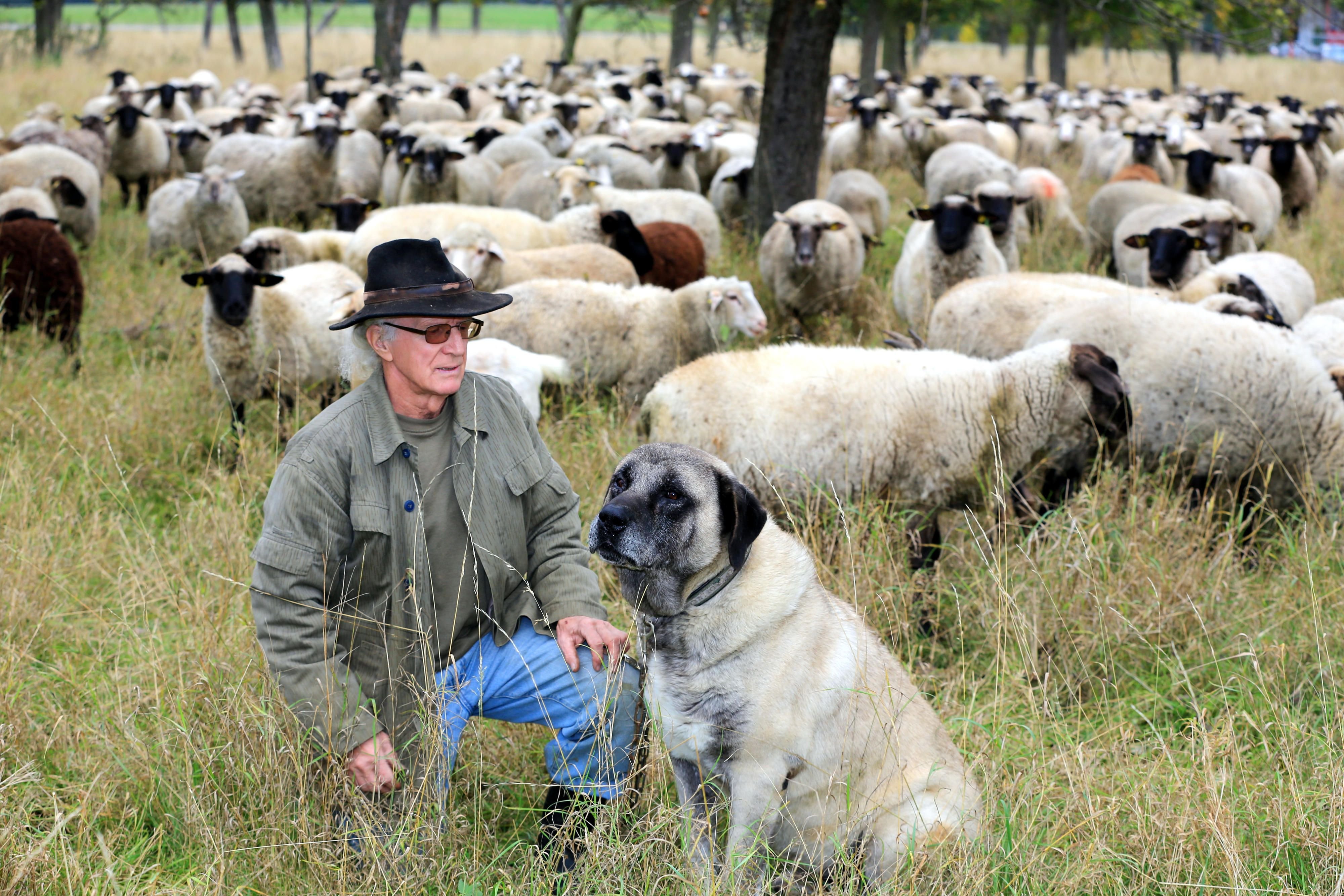 Schäfer Helmut Lenz bewacht seine Schafherde auf einer Streuobstwiese bei Badeborn mit seinem Herdenschutzhund „Artos“.