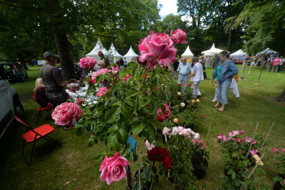Rosenfest in Aschersleben