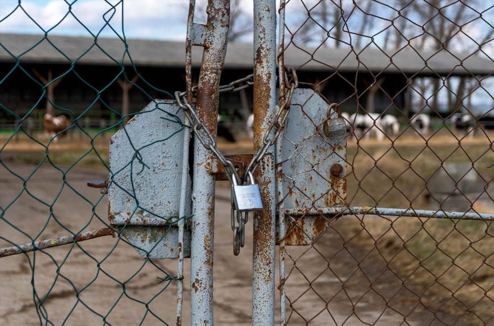 Die Rinderanlage in Göhritz: Sie soll wie zwei andere Anlagen des Barnstädter Agrarunternehmens geschlossen werden.