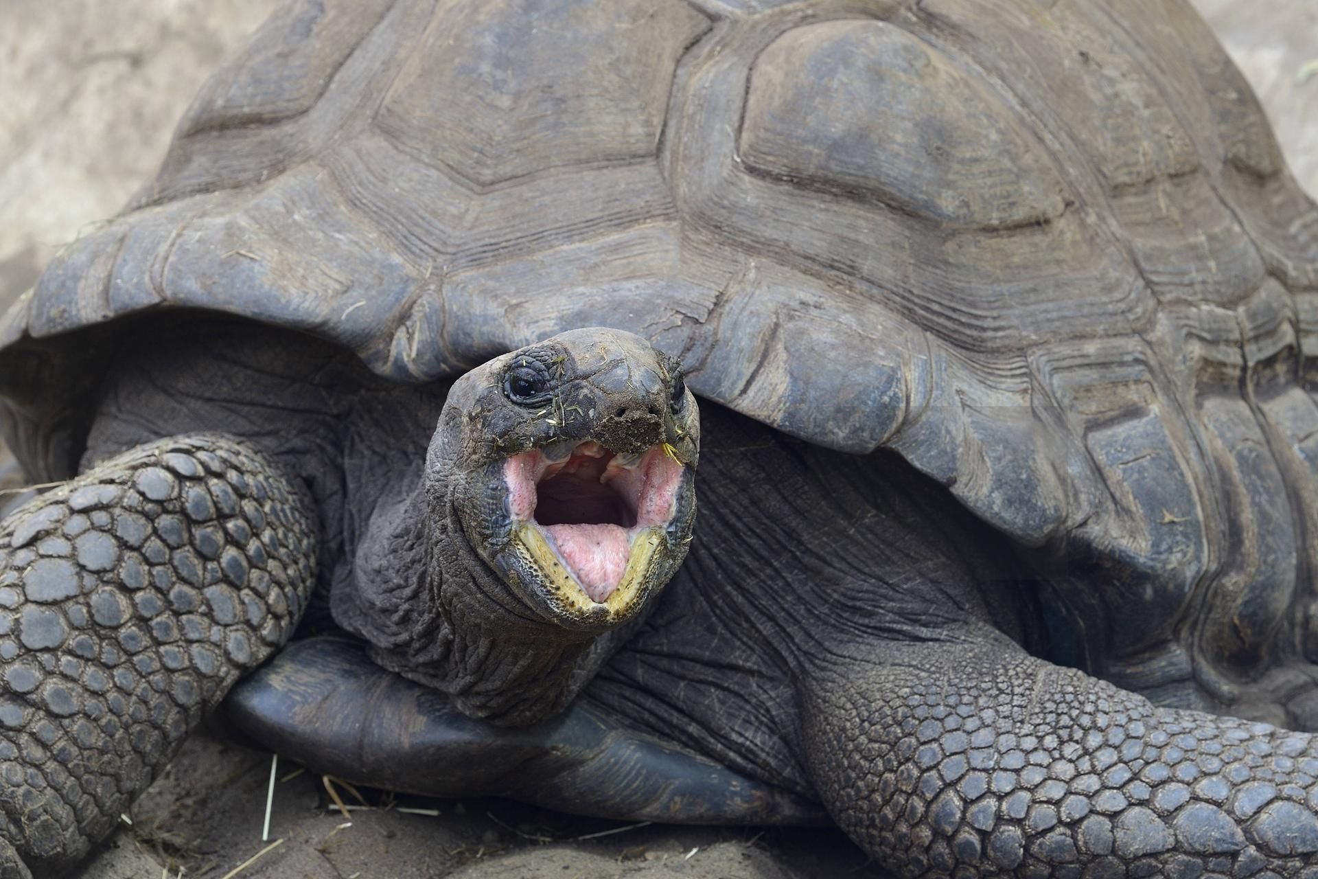 In Falkensee hat eine Riesenschildkröte einen Mann auf seiner Terrasse überrascht.
