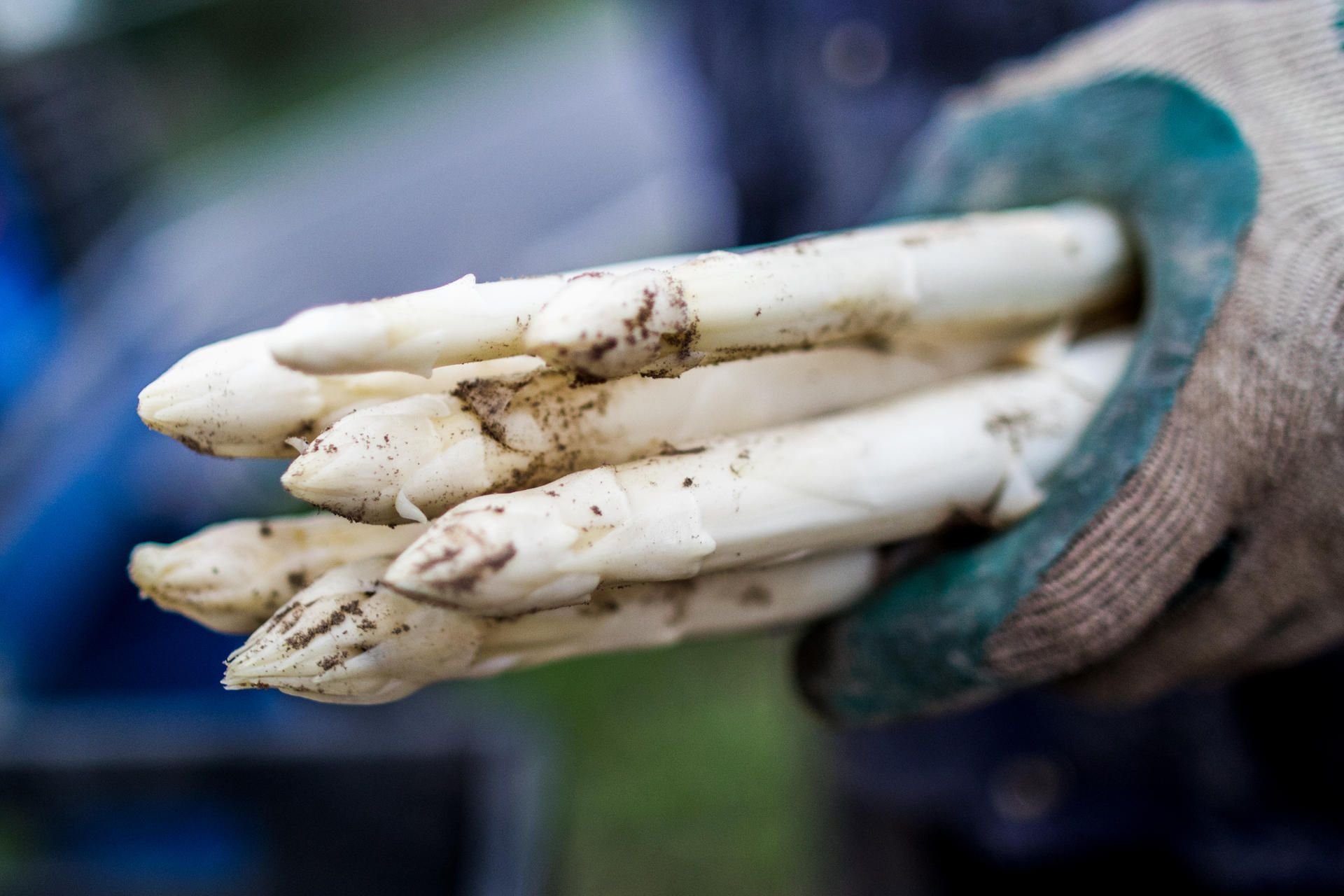 Ein Erntehelfer hält frisch gestochenen Spargel in der Hand.