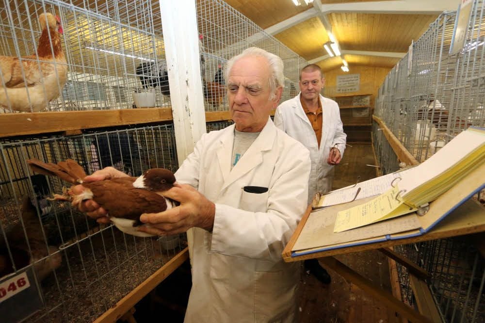 Preisrichter Heinz Ulrich, dem von Thomas Schneider assistiert wird, bewertet in Seyda eine Strassertaube.