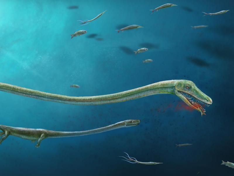 Die Illustration zeigt ein etwa 245 Millionen Jahre altes Fossil eines schwangeren Meeresreptils. Foto: Dinghua Yang & Jun Liu