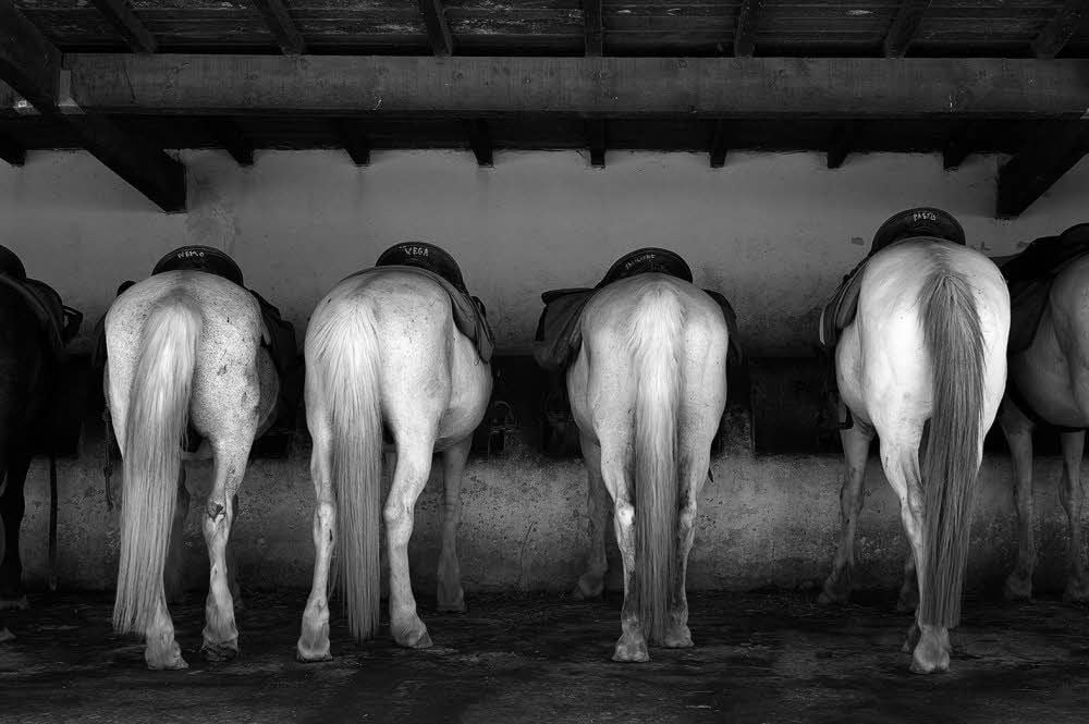 Französische Berühmtheiten von hinten: die weißen Pferde der Carmague