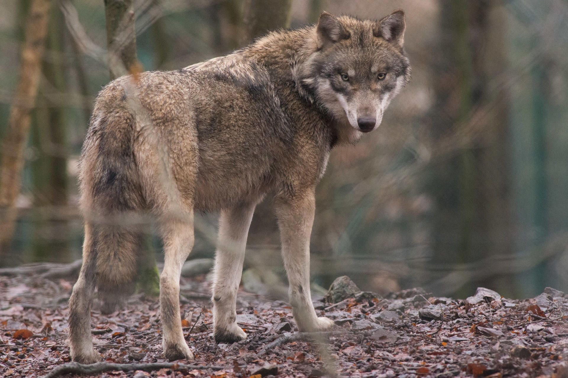 Der Zoologe und Wolf-Fachmann Michael Stubbe hat für eine Aufnahme des Wolfes ins Jagdrecht und klare Abschussquoten plädiert.