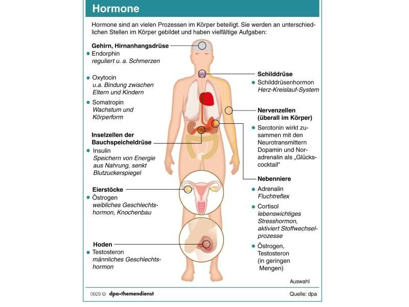 Hormone werden in unterschiedlichen Organen des Körpers produziert. Foto: dpa-infografik