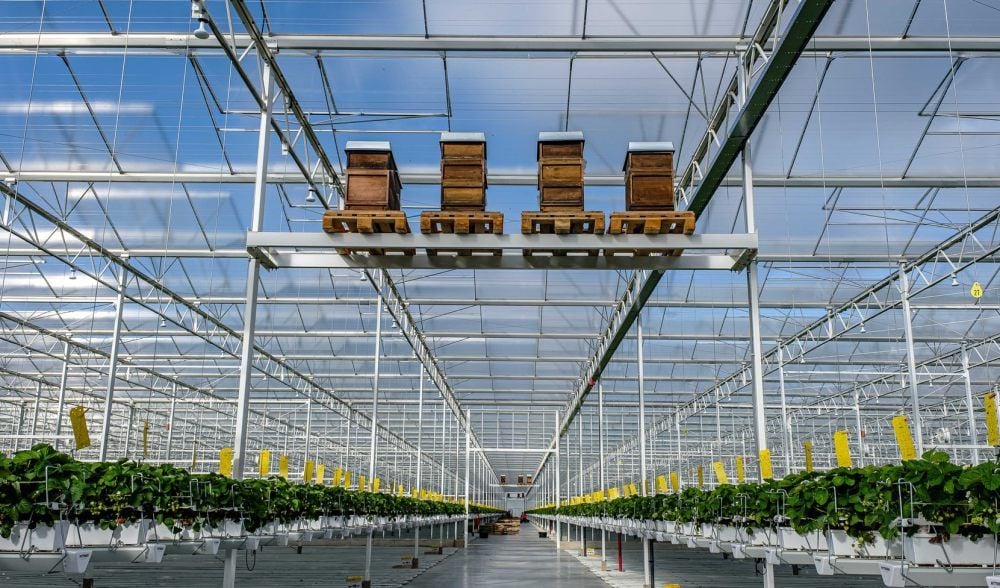 Blick ins Gewächshaus mit Hunderttausenden Erdbeerpflanzen. Bienen vom Imker (siehe oben) sollen bei der Bestäubung helfen.