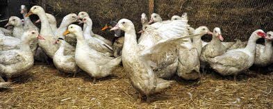 Auch die Gänse von Heiko Brauns in Latdorf dürfen nicht mehr ins Freie.