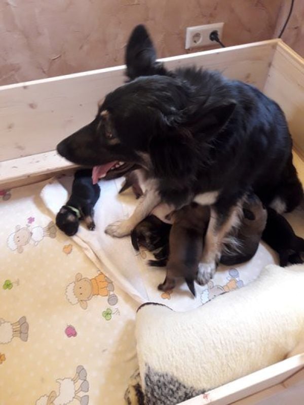 Hündin „Ronja“ hat sich liebevoll um den Nachwuchs gekümmert, bevor sie krank wurde.
