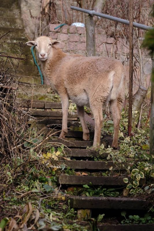 Das herrenlose Schaf stand plötzlich in Schmidts Garten und bettelte um Futter.
