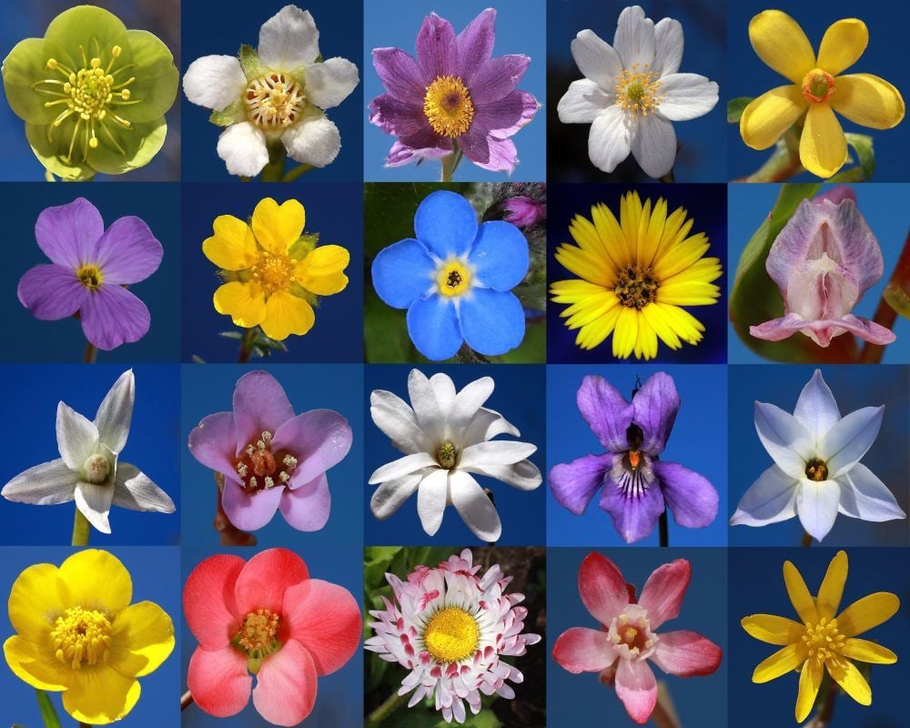 Der Frühling ist da - und mit ihm leuchtende Blüten. Zu sehen sind - jeweils von links nach rechts sowie von oben nach unten - in der ersten Reihe: Christrose, Steinobst, Küchenschelle, Buschwindröschen, Gold-Johannisbeere. In der zweiten Reihe blühen Mondviole, Frühlings-Fingerkraut, Vergissmeinnicht, Korbblütler, Orchidee. Die dritte Reihe zeigt den Nickenden Milchstern, die Bergenie, die Stern-Magnolie, das Veilchen und die Sternblume (Ipheion). Die vierte Reihe zeigt Hahnenfuß, Kamelie, Gänseblümchen, Rote Johannisbeere, Scharbockskraut. All diese Blüten hat unser Fotograf im botanischen Garten Halle entdeckt. Und auch wenn dieser über Ostern geschlossen bleiben muss - viele der frühblühenden Gewächse sind auch in freier Natur zu finden.