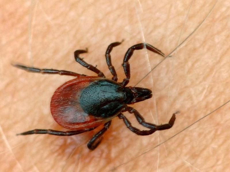 Eine Zecke krabbelt auf der Haut eines Menschen. Foto: Patrick Pleul/dpa/Symbolbild