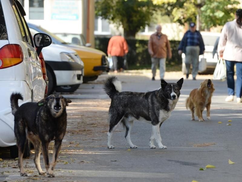 Straßenhunde aus dem Ausland gelten als Konkurrenz für Hunde aus dem Tierheim. Foto: Jens Kalaene