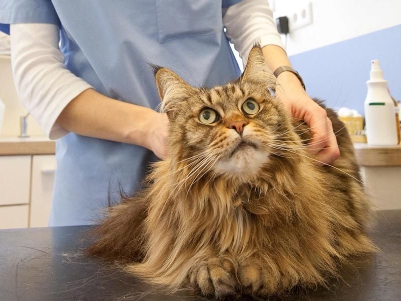 Katzen können viele Krankheiten bekommen, die durch Impfungen vermeidbar sind: Halter sollten sich beim Tierarzt darüber informieren, was für ihr Tier jeweils sinnvoll ist. Foto: Kai Remmers