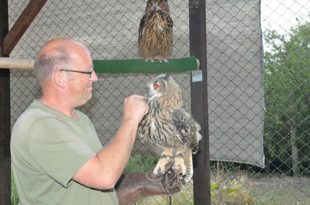 Jens Haberlandt hat seine Leidenschaft für Wildvögel zum Beruf gemacht. Hier streichelt der „Eulenmann“ den Uhu Locke, im Hintergrund beobachtet Bonni das Geschehen.
