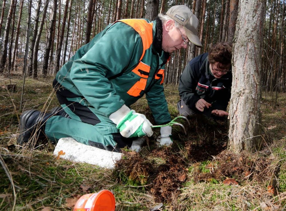 Revierförsterin Heike Hinz und Forstarbeiter Uwe Höhne durchsuchen bei Holzdorf den Waldboden nach Hinweisen auf Schädlinge.