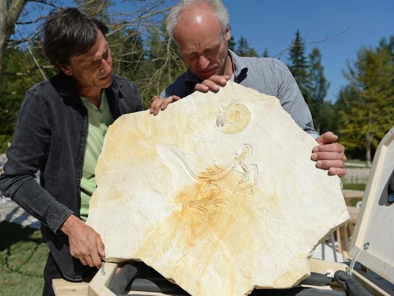 Dinosaurier-Freiluftmuseum Altmühltal: Der rund 153 Millionen Jahre alte Archaeopteryx wird gezeigt. Foto: Andreas Gebert