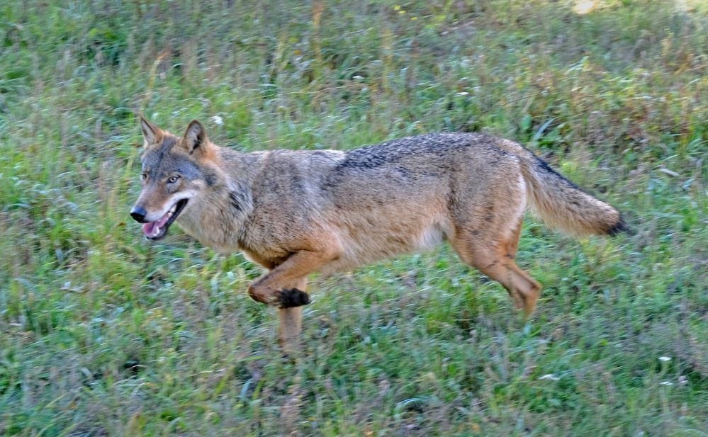 Auf der Wiese zog der vermeintliche Jährling seelenruhig seine Kreise.