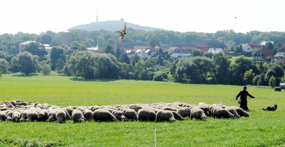 Am Petersberg wird gewählt: Die Gemeinde sucht einen neuen Bürgermeister.