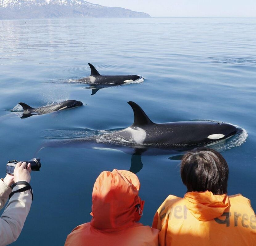 Orcas schwimmen neben einem Boot. Doch die Idylle ist trügerisch.