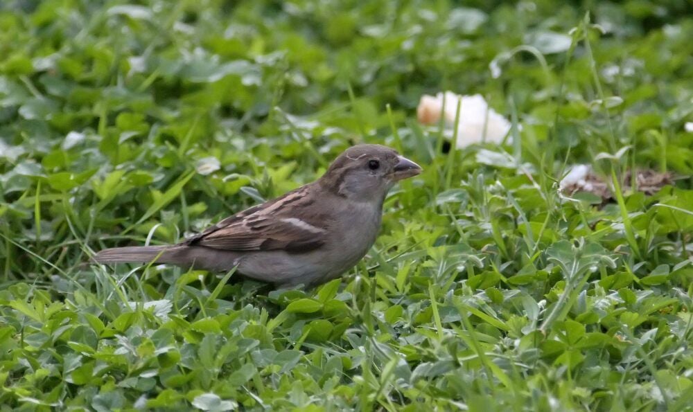 Ein Sperling auf einer Wiese. Wieder werden Vogel am Wochenende gezählt.