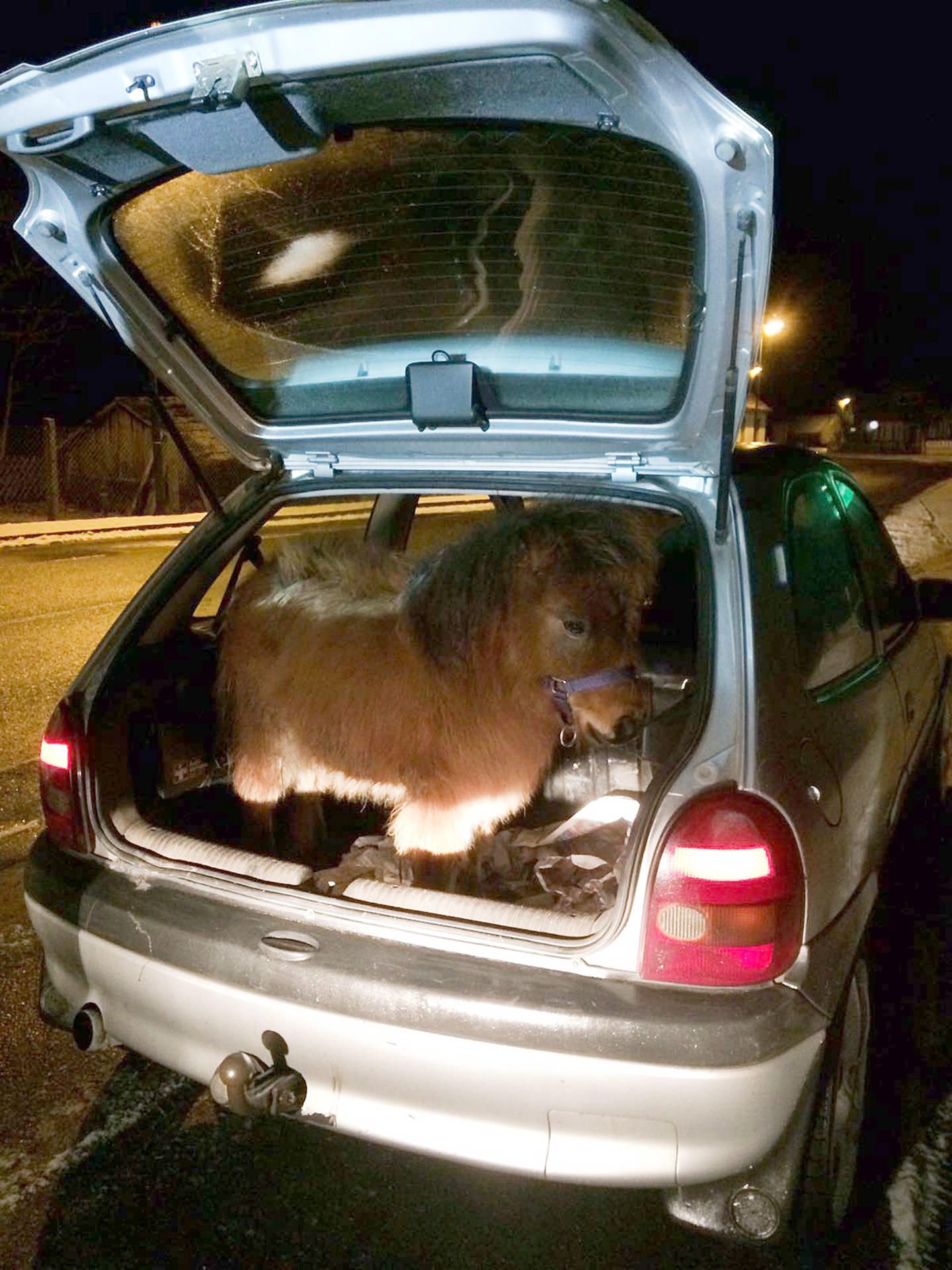 Ein Pony ist am 14.01.2017 in einem Kofferraum eines Autos in Lieberose (Brandenburg) zu sehen.