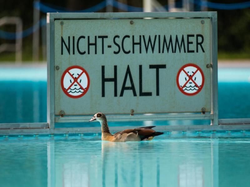 Eine Nilgans schwimmt im Brentanobad in Frankfurt am Main. Foto: Andreas Arnold/Archiv