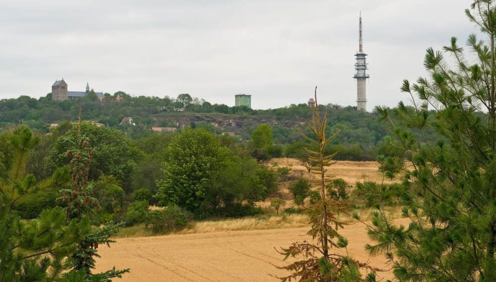 Noch sieht er so aus, der Petersberg mit dem großen Funkmasten und dem Kloster. So grün wird es aber bald nicht mehr sein, sagen Experten im Landesforst.