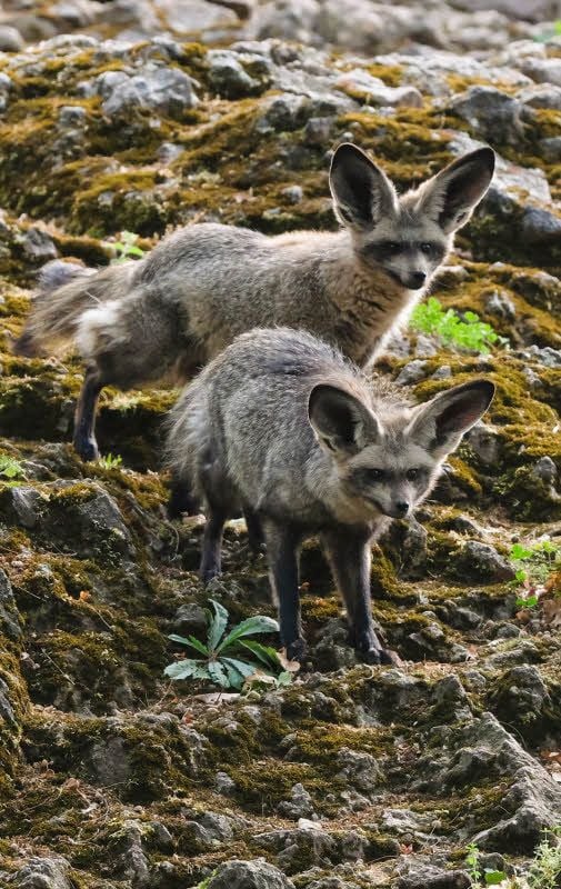 Neue Bewohner auf dem Reilsberg: zwei Löffelhunde.