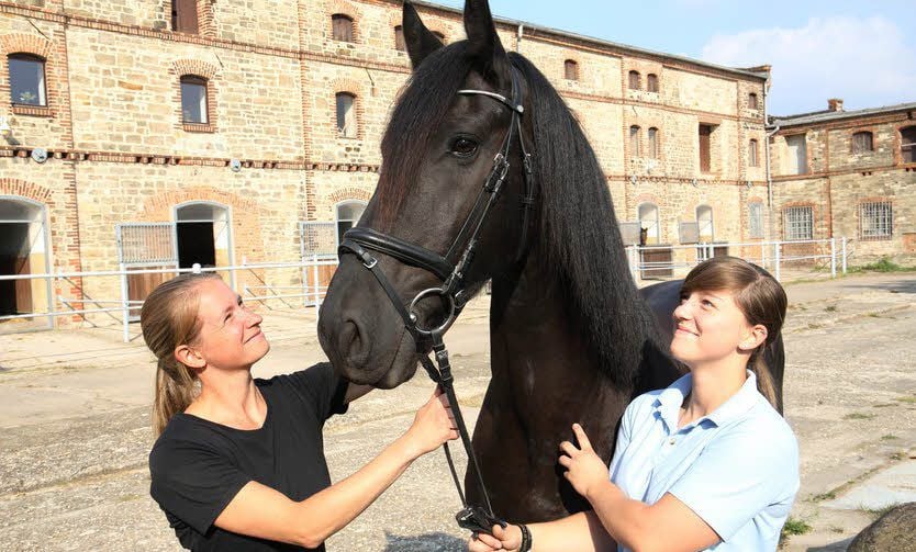 Pferde zum Anfassen und Reiten, wer das möchte, der ist am Samstag beim Hoffest auf der Schlossdomäne Zepzig richtig.