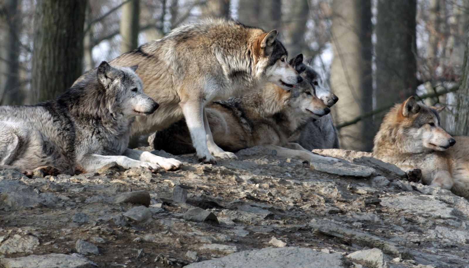 Wölfe eines Rudels in einem Wildpark.