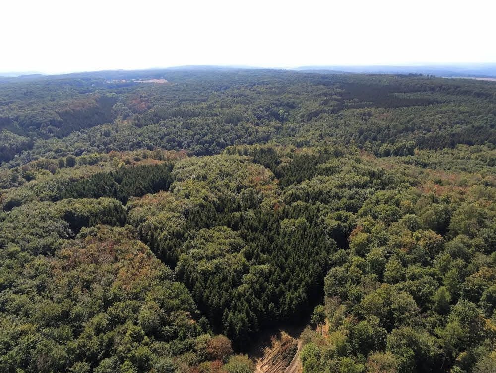 Wald im Südharz.