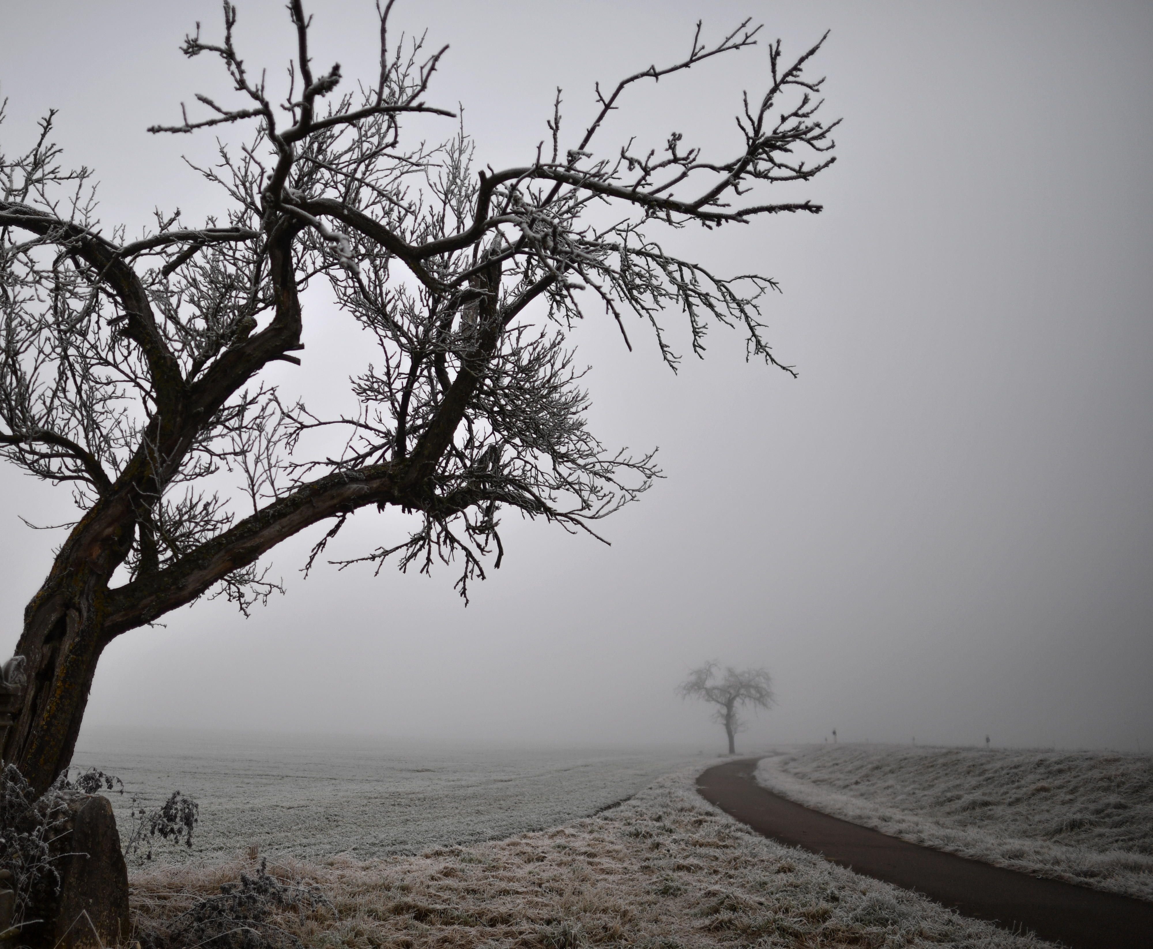 Schmuddelwetter: Ein mit Frost überzogener Baum steht an einer in nebel gehüllten Landstraße
