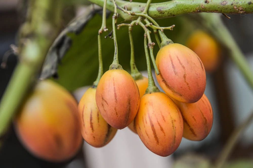 So sehen sie aus die Früchte der Scheuderschen Baumtomate.