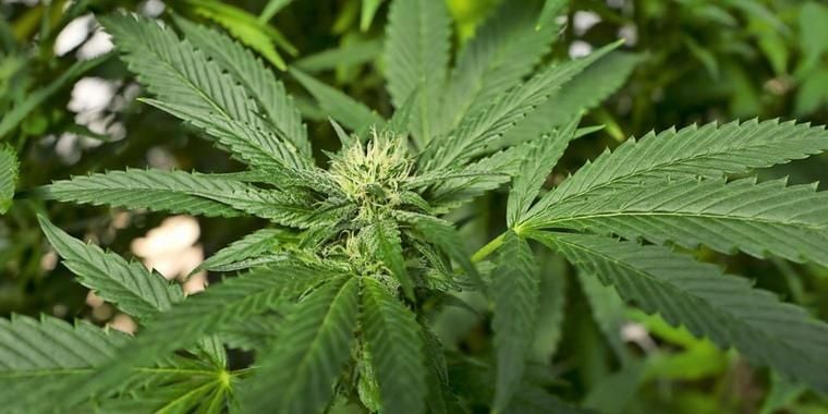 Eine Cannabis-Plantage in Kalifornien.