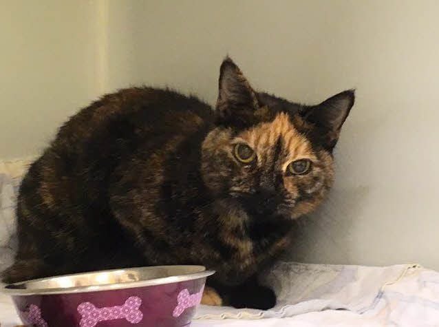 Katze „Sissi“ ist nun erst einmal im Tierheim untergekommen.