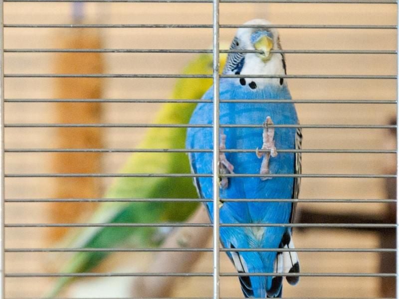 Zu viel sollten Wellensittiche nicht an den Gitterstäben knabbern. Sie können dadurch giftige Stoffe aufnehmen. Foto: Andrea Warnecke