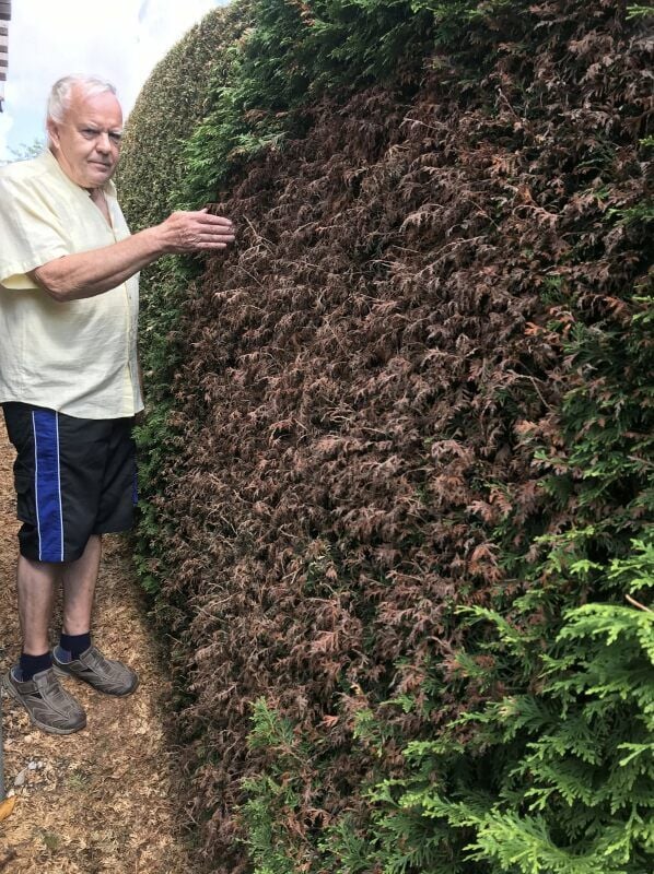 Deutlich ist zu erkennen, dass die Thuja-Hecke von Klaus Tuchscherer beschädigt worden ist.