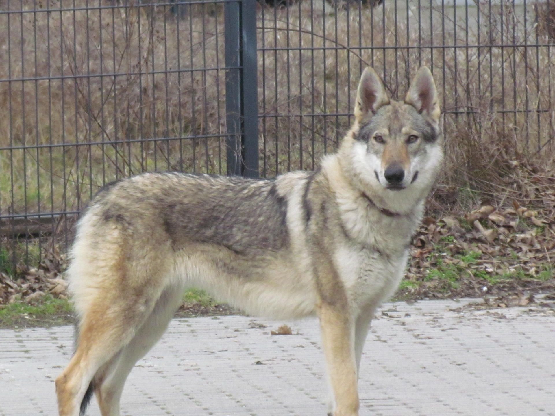 Der vermeintliche Wolf stellte sich als Schäferhund-Mischling heraus.