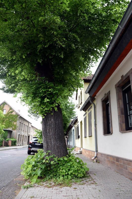 Die Linde steht dicht am Haus.