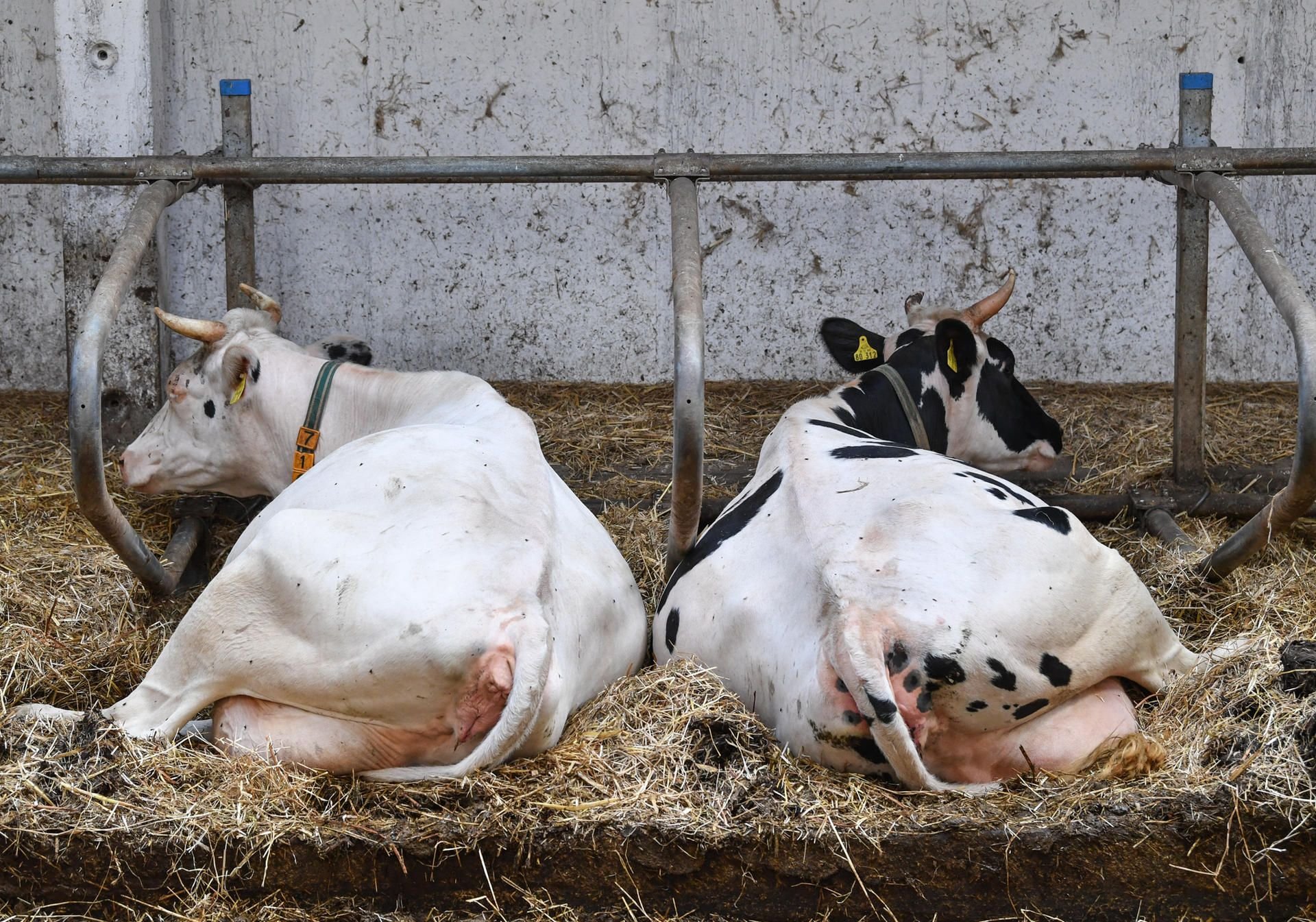 Milchkühe liegen in einem Stall. Die veränderten Melkzeiten irritieren die Tiere. (Symbolbild)