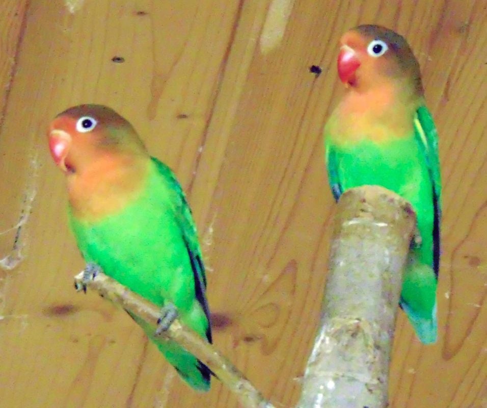 „Love Birds“ im Zoo