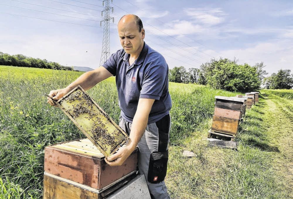 Imker Ralf Kolbe aus Roßla ist mit seinen Bienen gut über den vergangenen Winter gekommen.