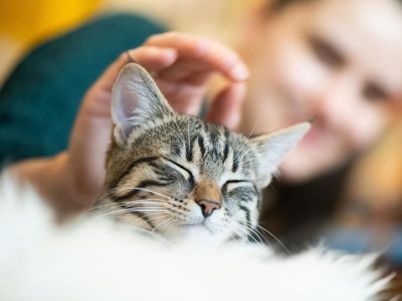 Kommt ein neuer Lebenspartner in einen Katzenhaushalt, sollte er sich bei dem Tier beliebt machen. Foto: Franziska Gabbert/dpa-tmn