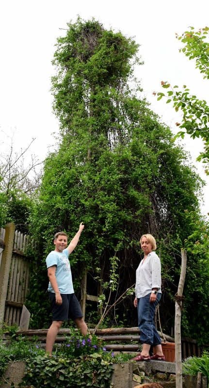 Nein, das ist kein Baum aus dem Dschungel. Hannes und Peggy Graßhoff stehen vor dem zugewucherten einstigen Antennenmast.