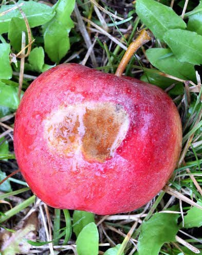 Auch ein Apfel kann Sonnenbrand bekommen.